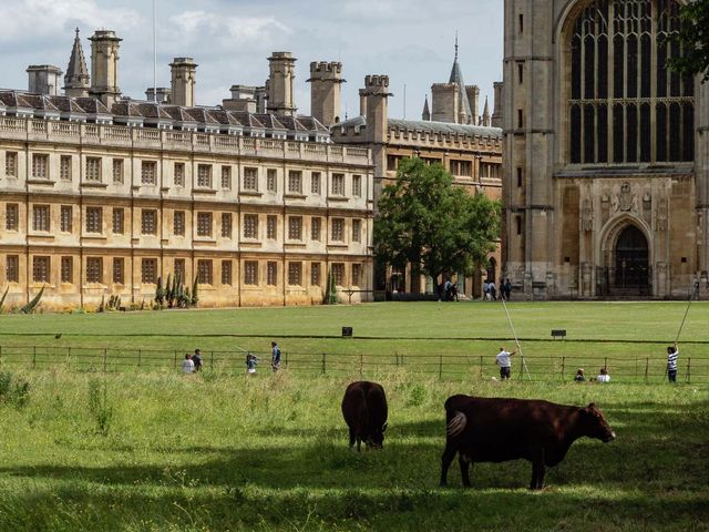 News in brief: cows, lawnmowers, and award-winning flowers